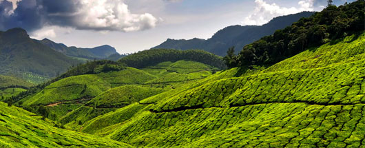 Munnar Tour Packages