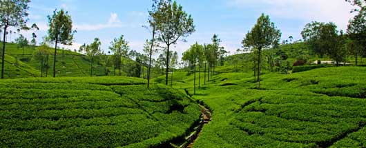 Ooty Tour Packages